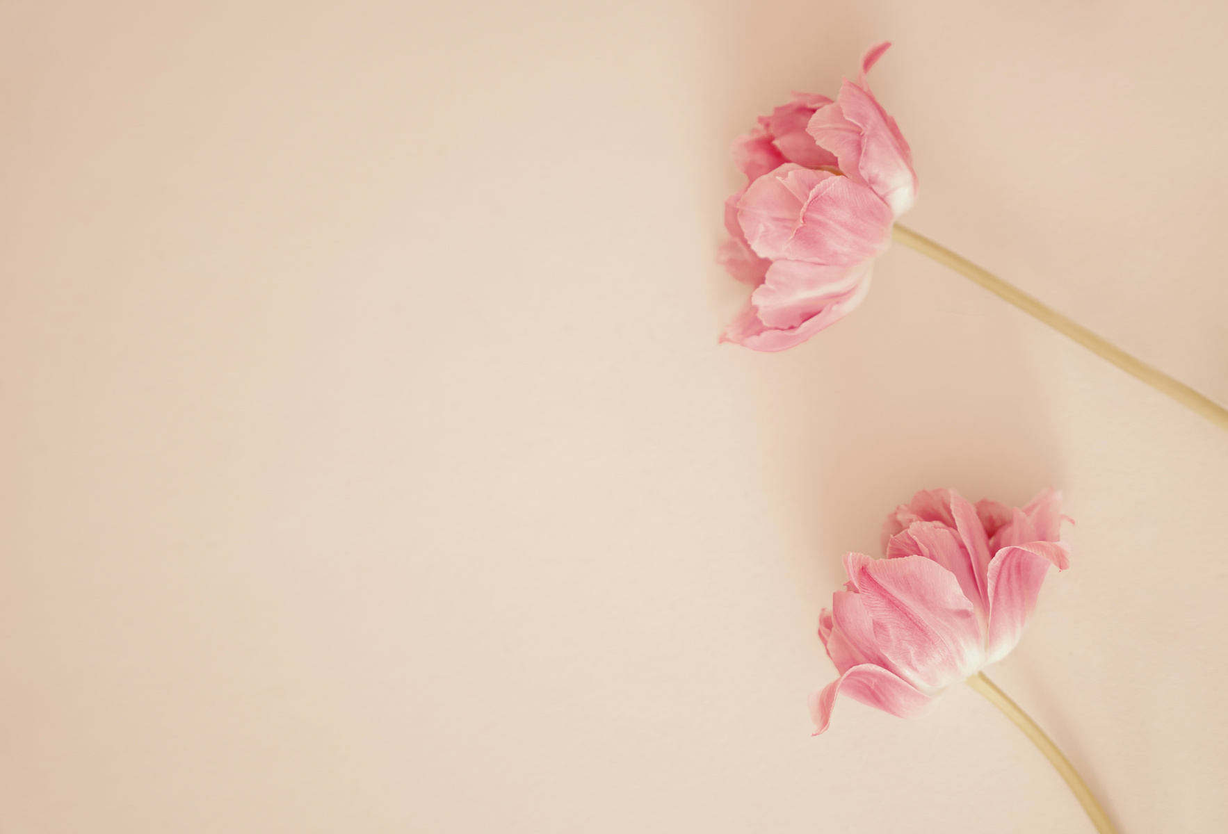 Soft, pastel beige background with pink aesthetic tulips, flat lay, copy space